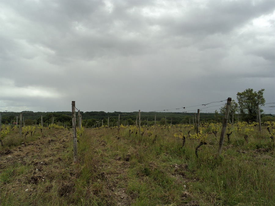 Vignoble de Pech Bely